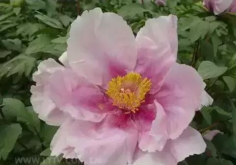 8.8发财日的祝福,8月18日发财日早安祝福图片