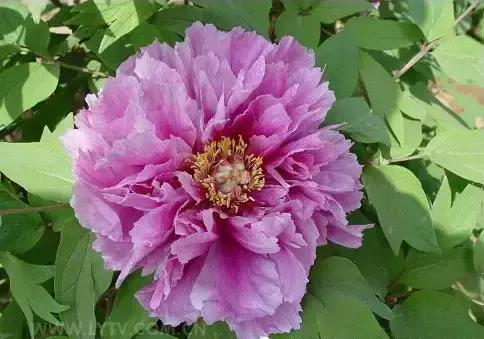 8.8发财日的祝福,8月18日发财日早安祝福图片