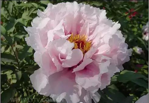 8.8发财日的祝福,8月18日发财日早安祝福图片