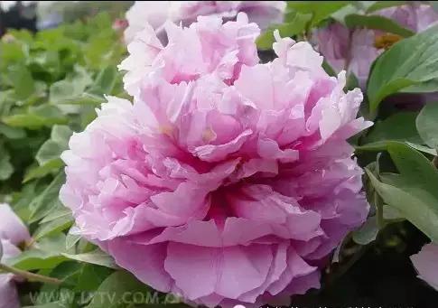 8.8发财日的祝福,8月18日发财日早安祝福图片