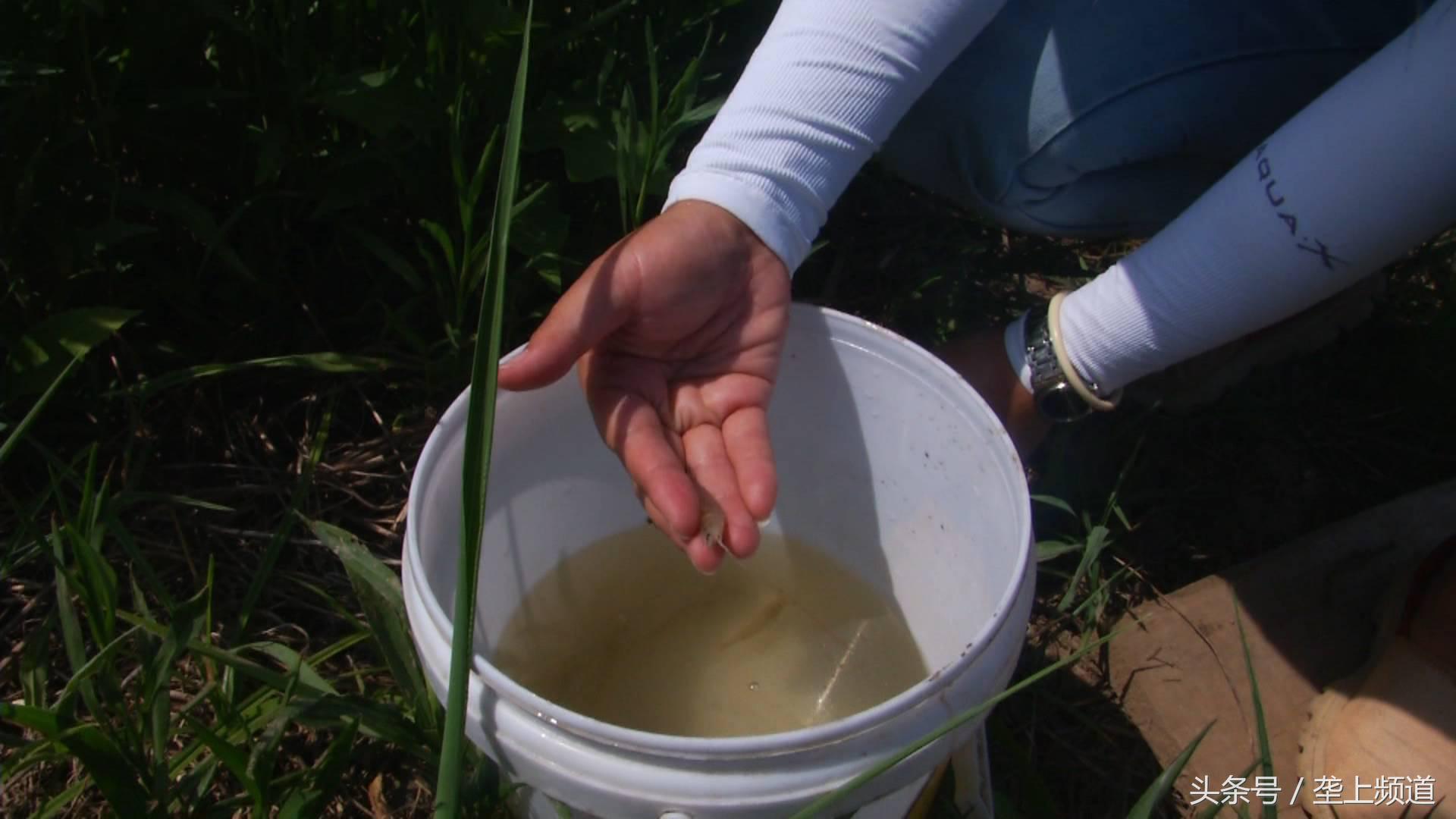 致富经稻田养殖南美白对虾,养小龙虾和养南美白对虾哪个好养