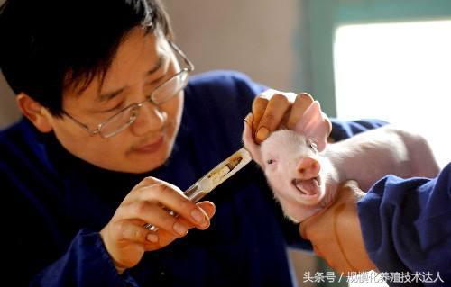 种猪耳缺怎么读,种猪场猪耳标的正确打法