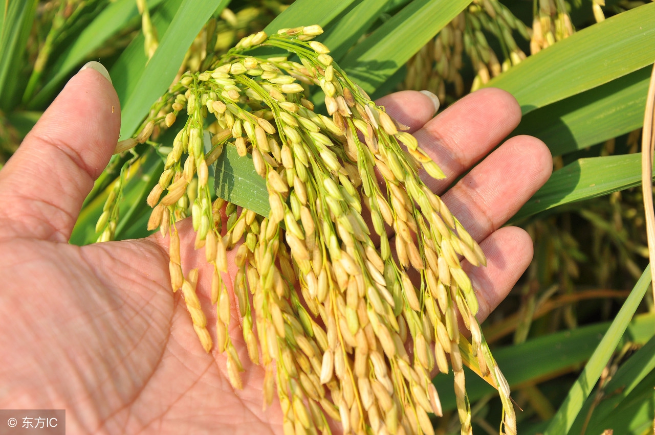 化肥氯离子超标有什么危害,肥料中氯离子对作物的影响