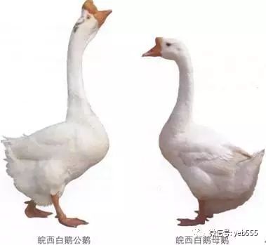 鹅的消化及营养需要—鹅没有牙齿，用喙采食