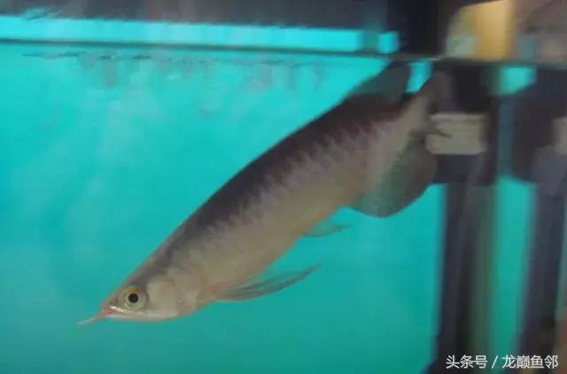 龙鱼撞缸失鳔抢救多久能恢复,龙鱼失鳔最急用的方法