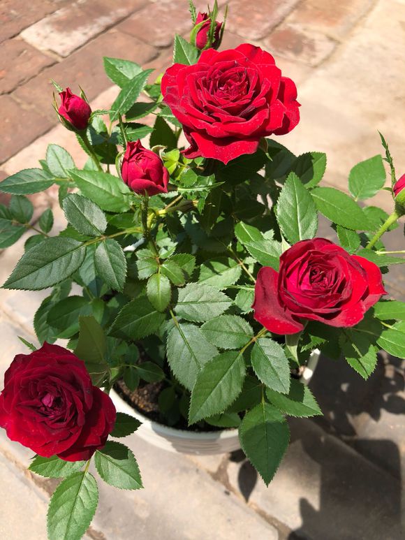 玫瑰花苞不开花怎么办,玫瑰花盆栽带花苞怎样养护