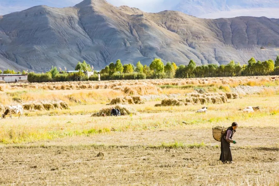 关于*藏西**旅行,你应该知道的15件事