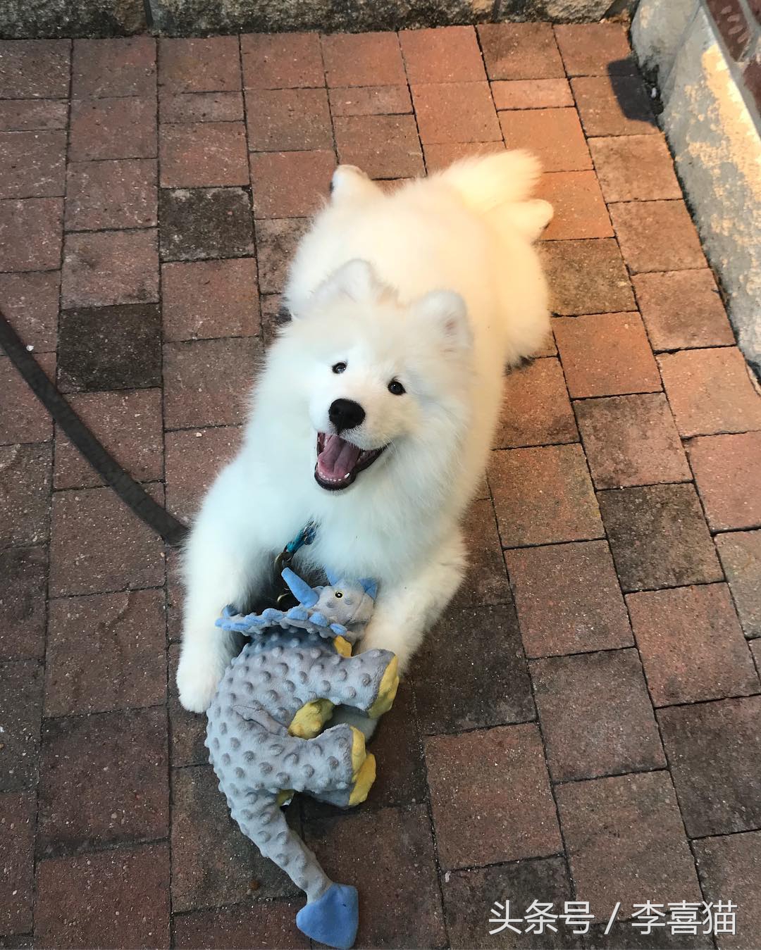 微笑天使萨摩耶和狗弟,微笑天使雪橇三傻