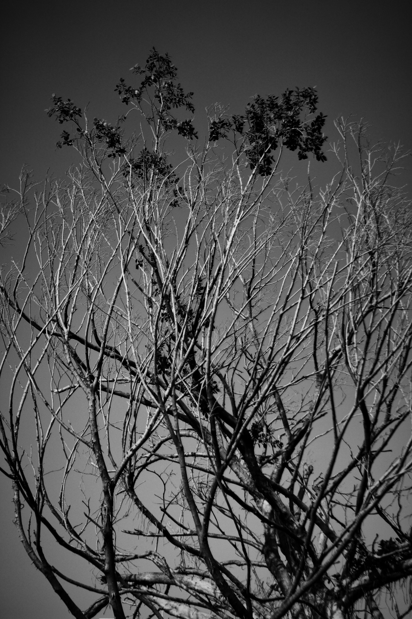 鑷敱琛屽埌楂橀泟鏀荤暐,鍒伴珮闆勬梾琛岃嚜鐢辫鏀荤暐