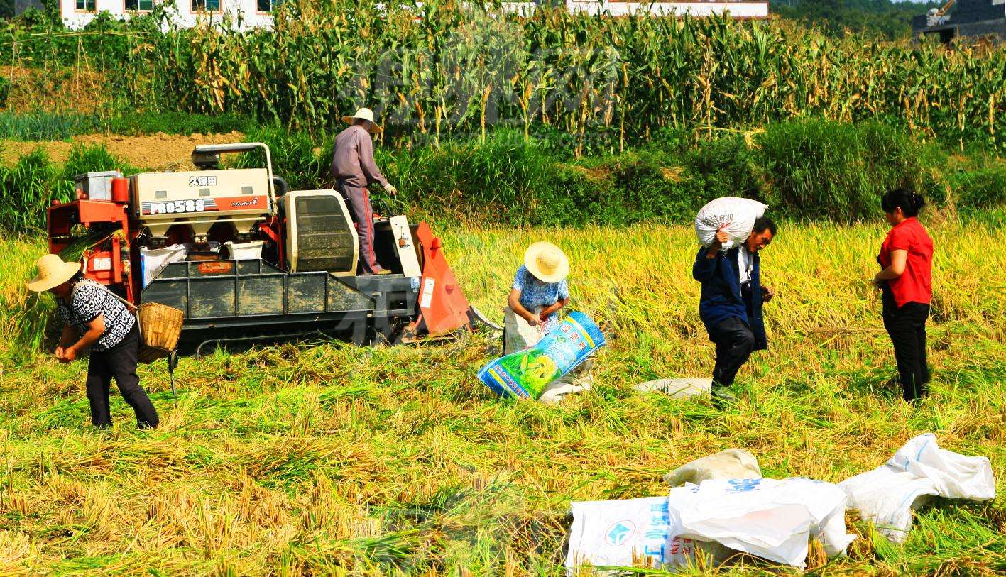 农业永远是最实在的行业,农业不是想象中的那么简单