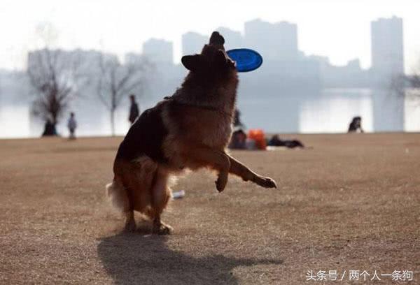铲屎官怎么给狗洗澡,怎么给狗洗澡毛才顺