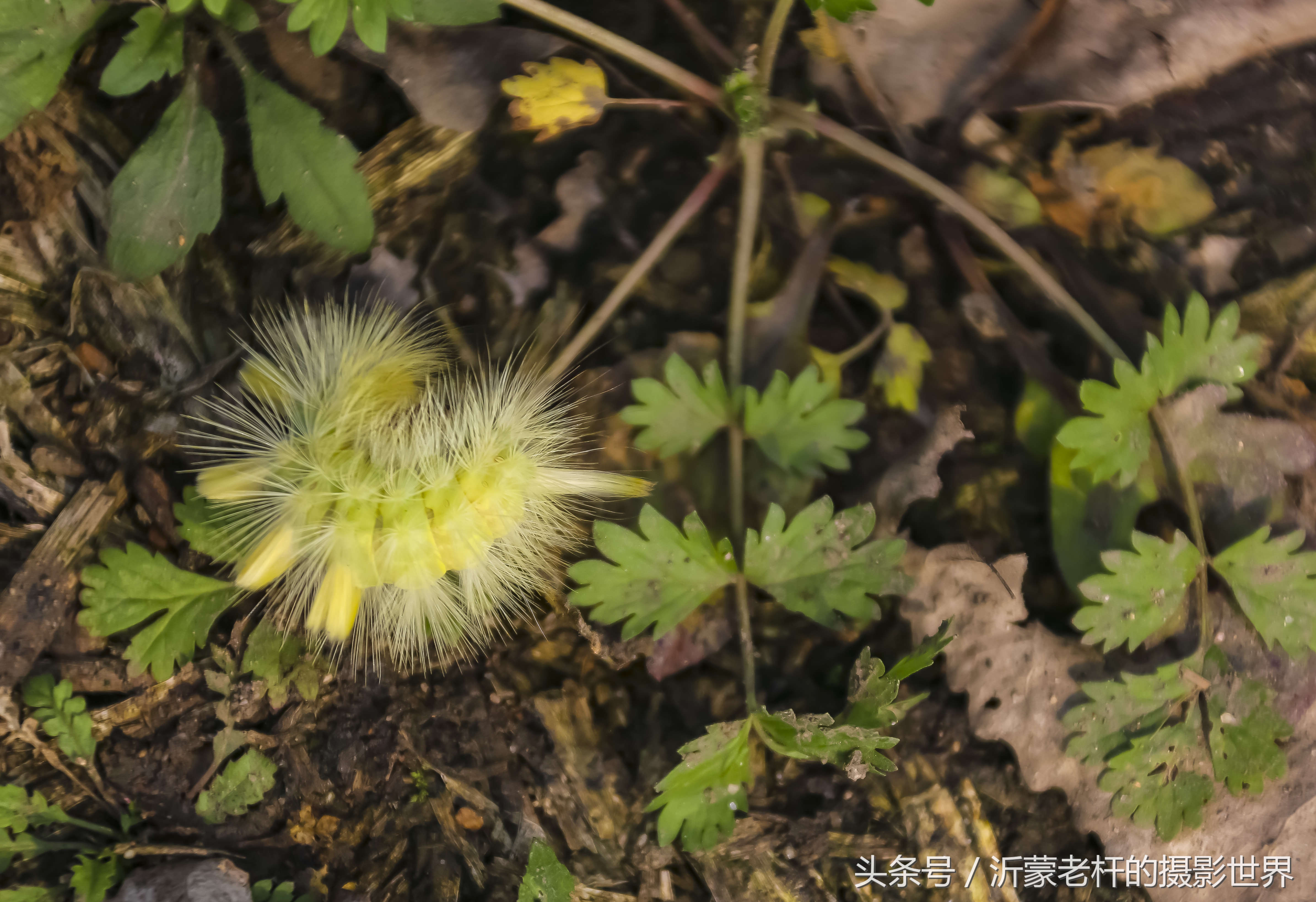 还记得家乡的红枣树吗,还记得家乡的那棵红枣树吗