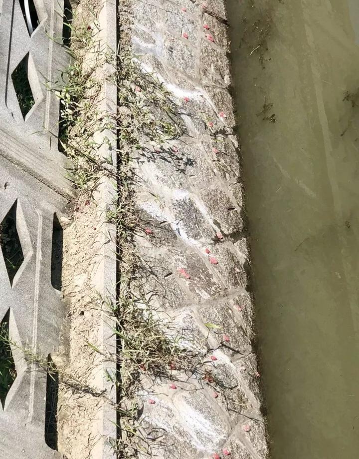 严重可能致痴呆，甚至死亡！海宁又出现这种螺，繁殖快，快提醒大家！