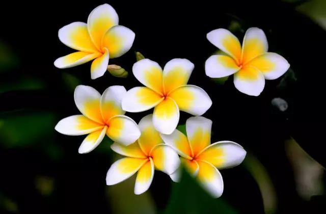 全国31省会城市的市花,全国56个市市花