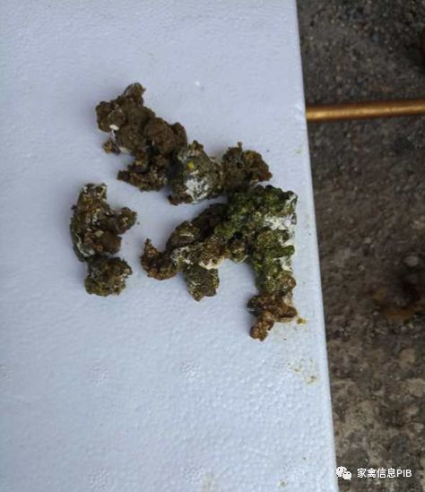 高产鸡瘫了怎么回事,鸡哪些病会导致瘫腿