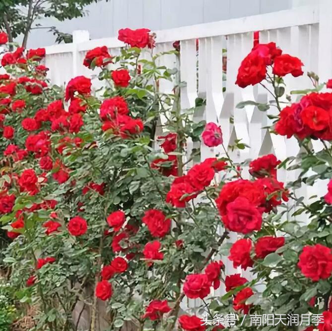 庭院藤本月季造型,如何打造爬藤月季花墙