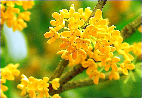 桂花飘香ll绿玉枝头万点黄，缕缕清香满庭芬