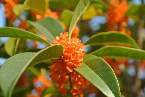 桂花飘香ll绿玉枝头万点黄，缕缕清香满庭芬