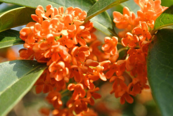 桂花飘香ll绿玉枝头万点黄，缕缕清香满庭芬