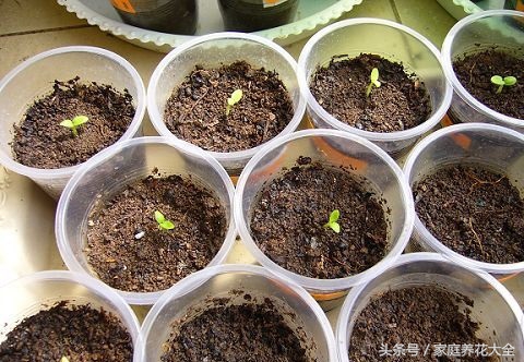 6种耐阴开花两不误的花,什么花适合阳台种植一年四季开花