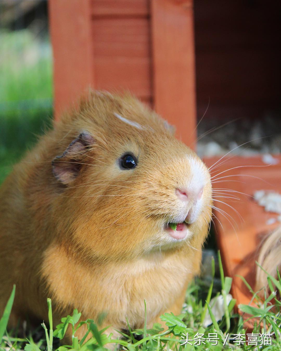 最好养的宠物豚鼠,豚鼠成长过程