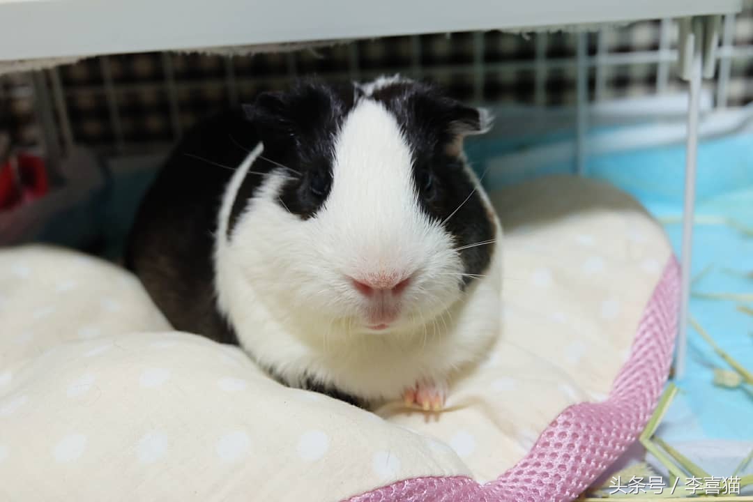 豚鼠成长过程,豚鼠为什么最适合当宠物