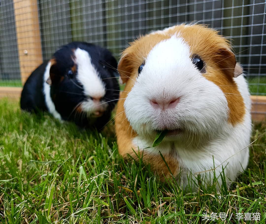 最好养的宠物豚鼠,豚鼠成长过程