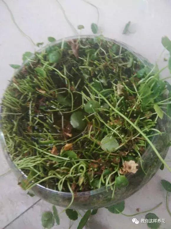 绿萝过冬后叶子全掉了,绿萝过完冬叶子黄了还能活吗