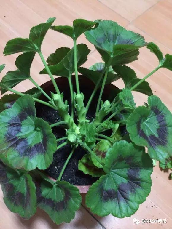 铜钱草修剪完干了如何补救,铜钱草与绿萝哪个好养