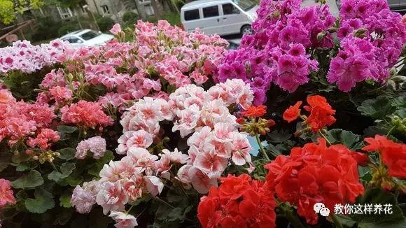 铜钱草修剪完干了如何补救,铜钱草与绿萝哪个好养