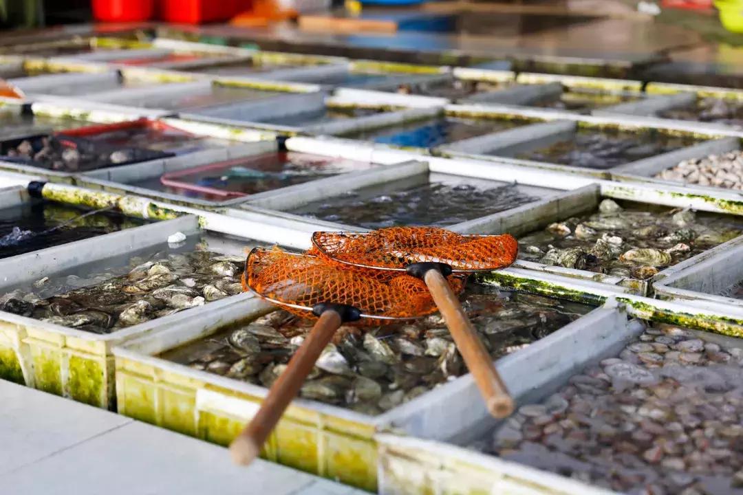 顺德人来潮汕旅游,顺德想去海边玩