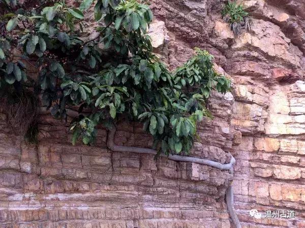 鹿西岛景区图,鹿西岛旅游攻略礁石拍照