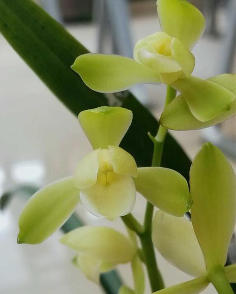 如何区分兰花品种优劣,如何判断兰花品种好坏