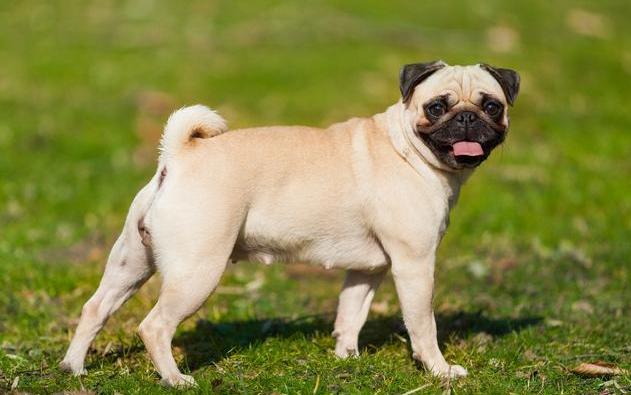 盘点那些狗狗的奇怪叫声,狗狗的名字太奇葩了