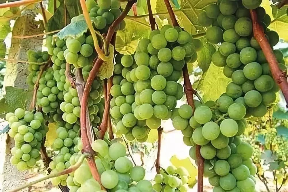 贵阳周边采摘水晶葡萄的地方,贵阳葡萄采摘地点推荐