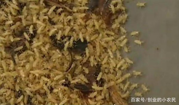 金蝉养殖,金蝉养殖场建设视频