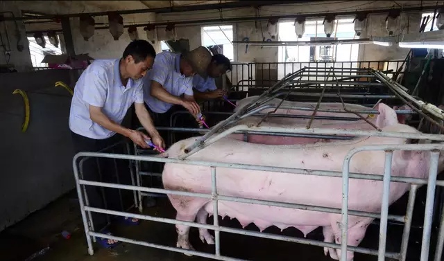 如何使母猪窝产13头？该怎样给母猪配种？看养猪专家怎么做的？