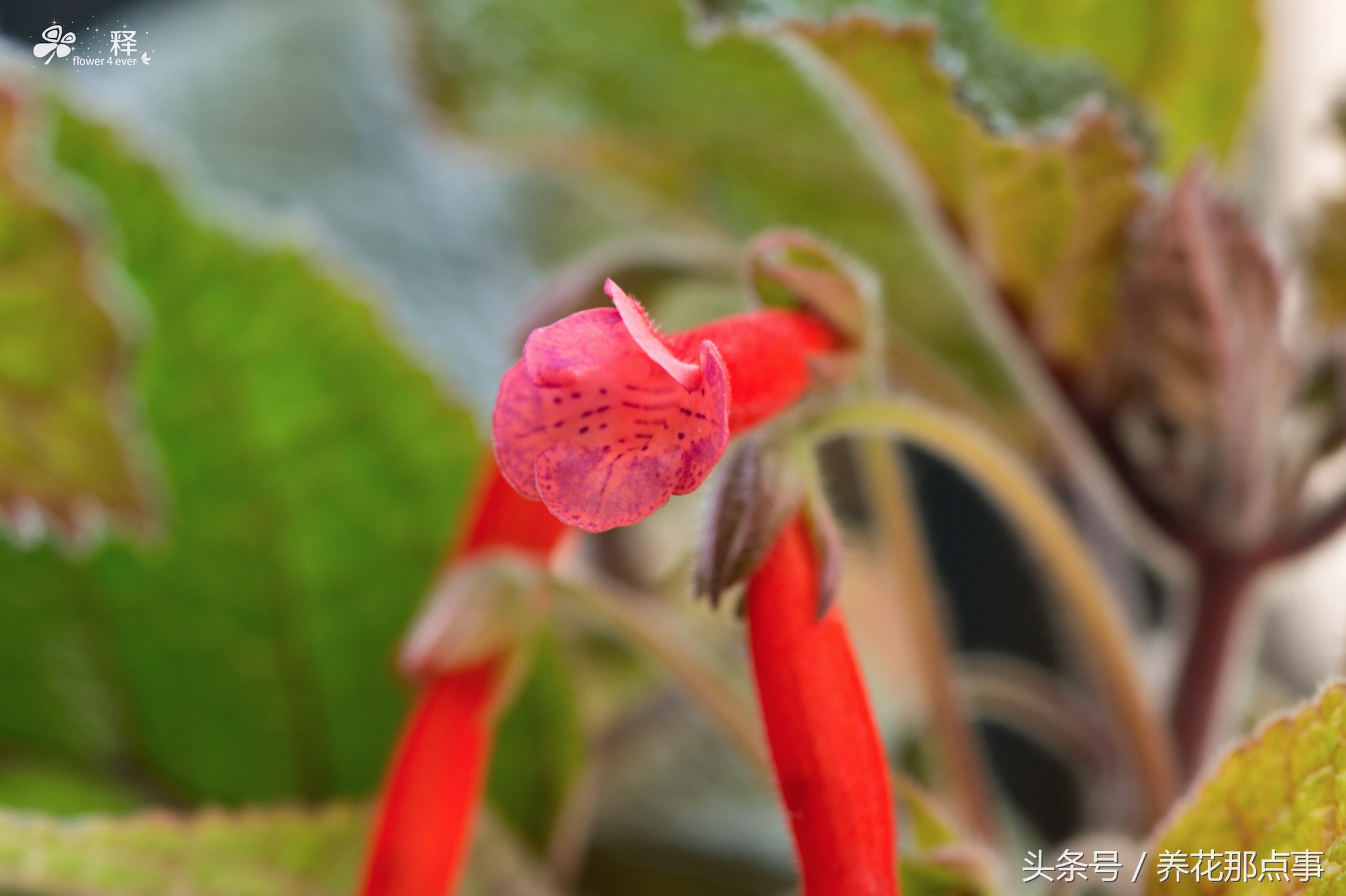 在鱼缸旁边种上这些花,不但花长得好而且还能给鱼缸增添色彩感