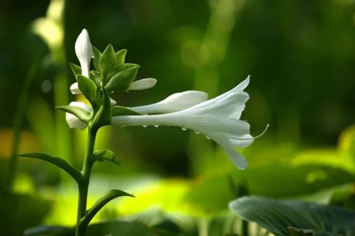 「词风雅韵」李瑾｜点绛唇十九韵十九花