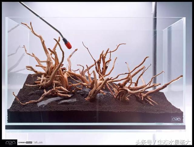 ada草缸造景什么意思,ada造景大赛60缸