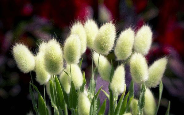 你还记得童年的狗尾草吗,狗尾草小时候