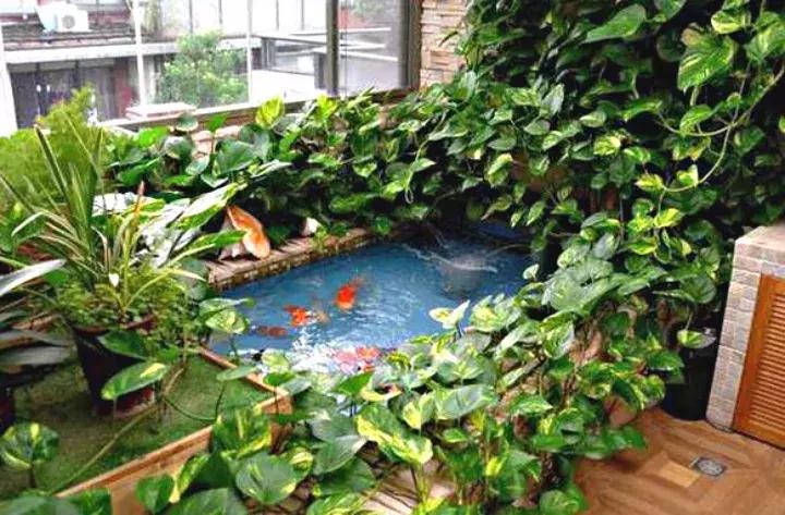 绿萝盆栽烂根了怎么办,君子兰绿萝叶子边发黄怎么办