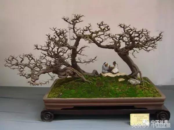 值得收藏的盆景养护常用技法
