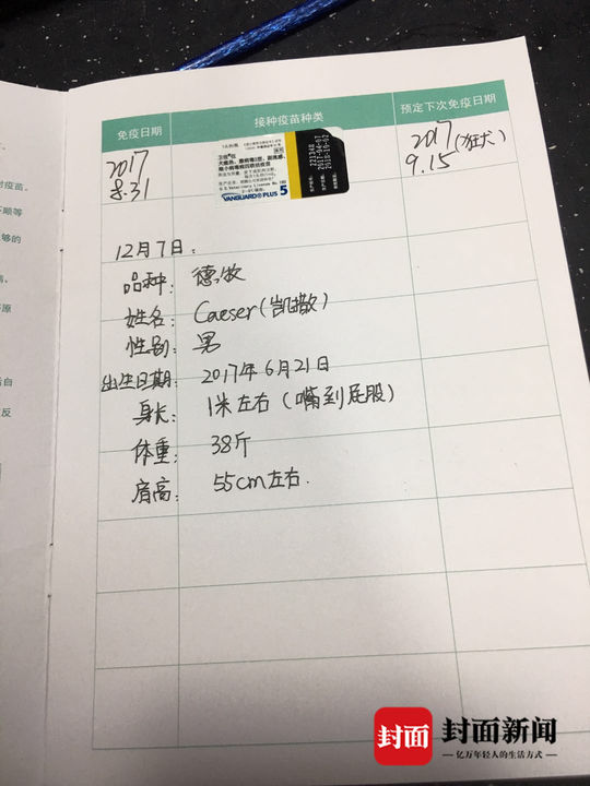 德牧被未牵绳主人暴打,在城市小孩被德牧咬伤怎么赔偿