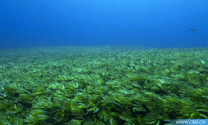 海藻籽面膜真的好用吗,冰粉籽和海藻面膜真的有效吗