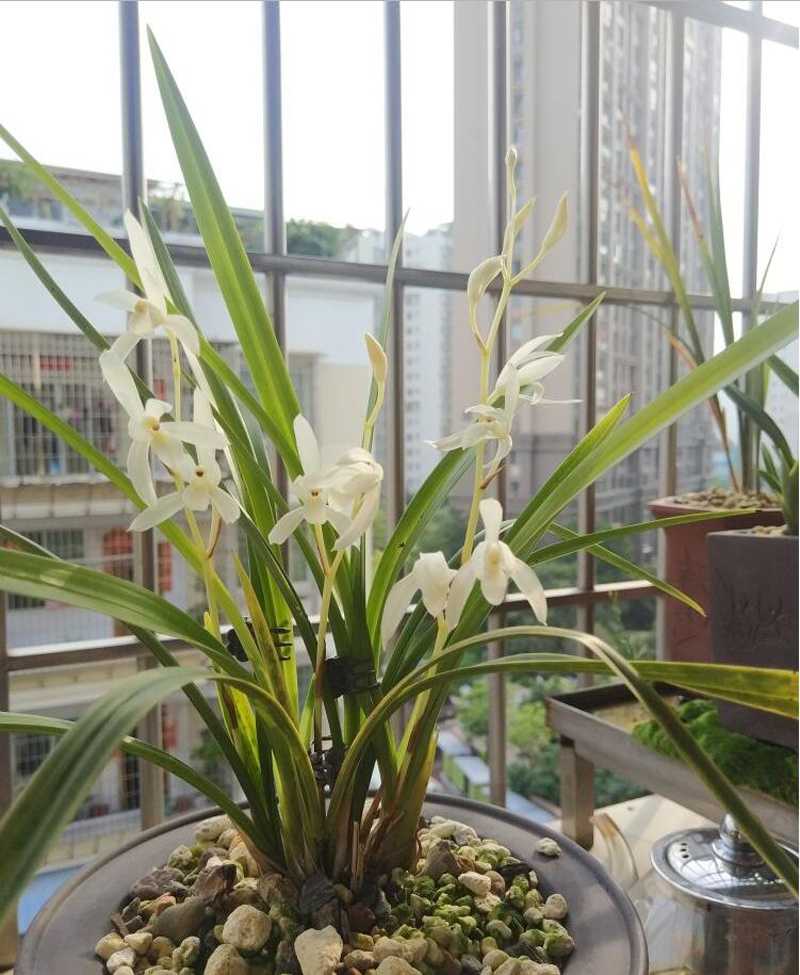 滇红素兰花养护技巧,大凤素兰花养护技巧