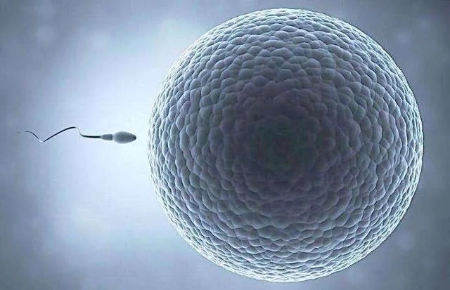 “精子”进入女人的体内,如果没受精去哪儿了?看完就笑了!