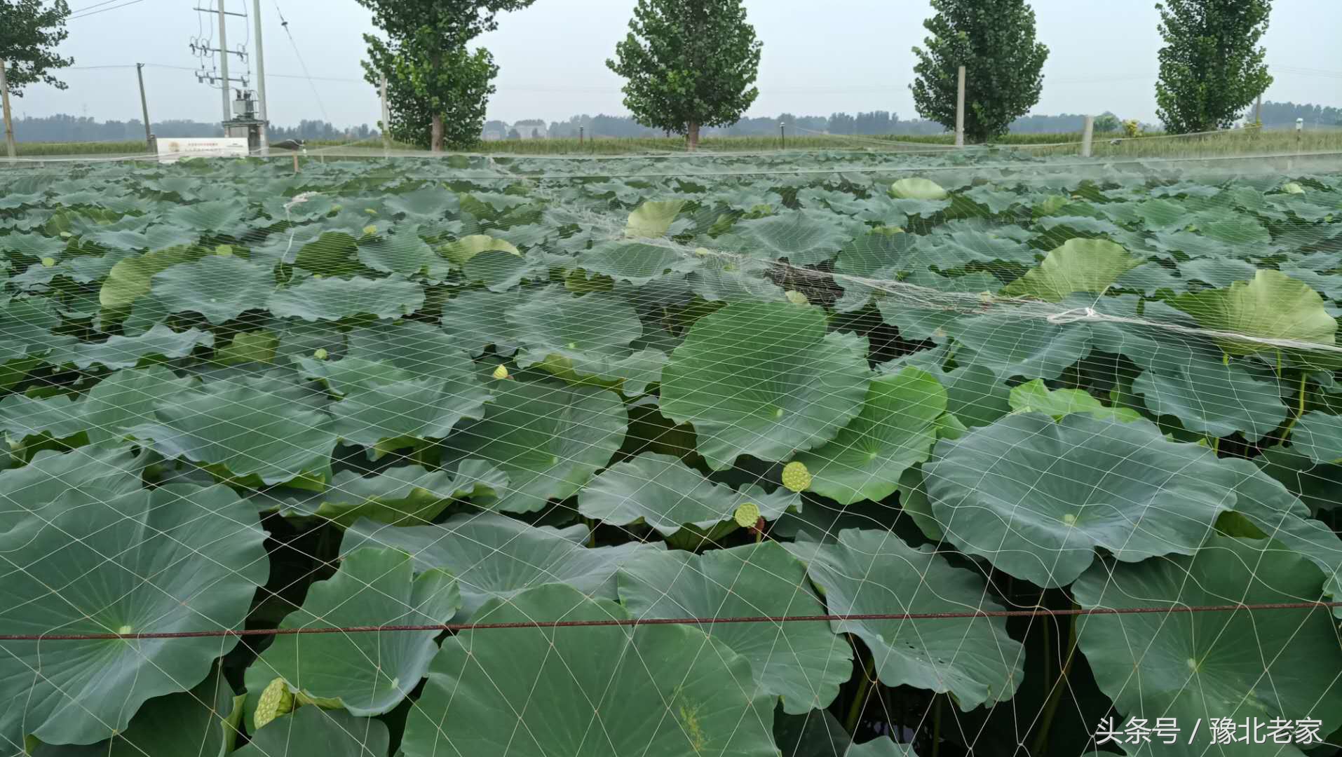 回乡创业利用稻田养泥鳅,泥鳅养殖脱贫