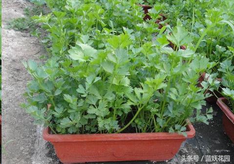 韭菜催芽后直接种的方法,韭菜种催芽最快的方法