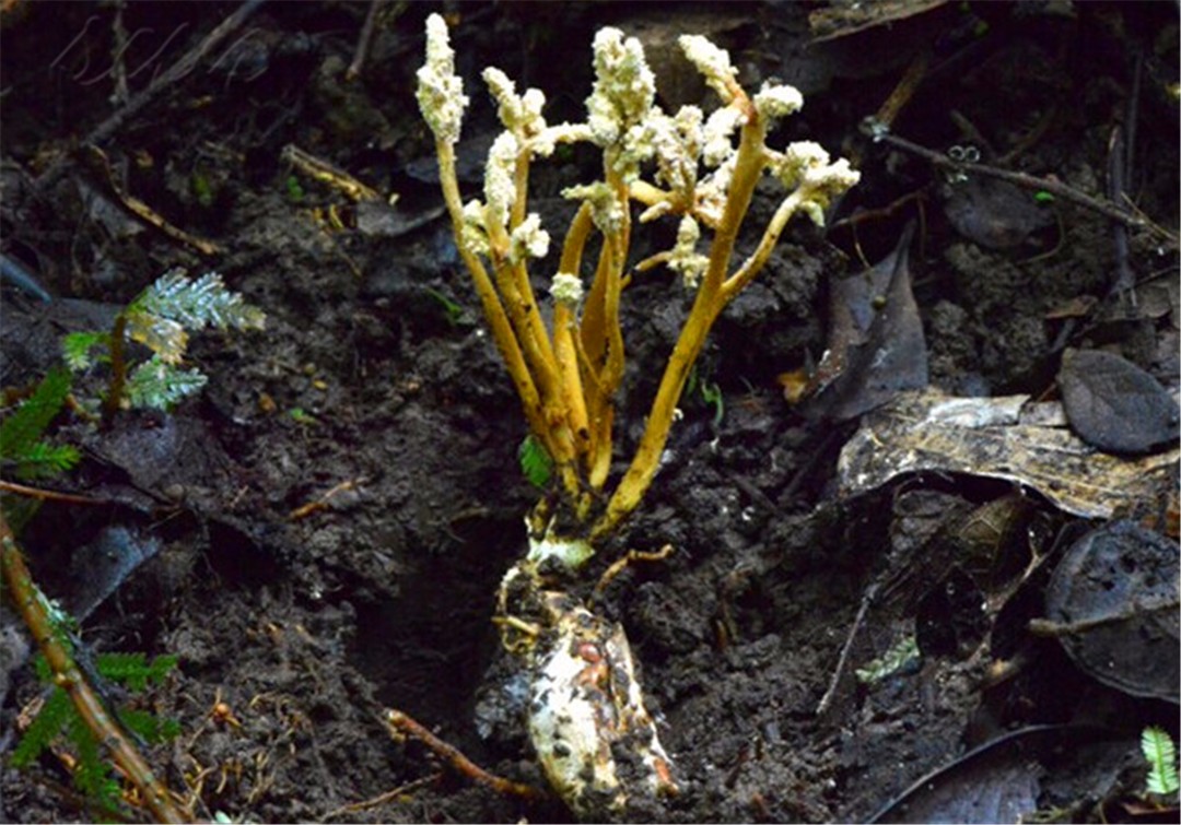 大山竹林里的珍宝,一半蝉一半花,曾是乾隆最爱,如今300元一斤